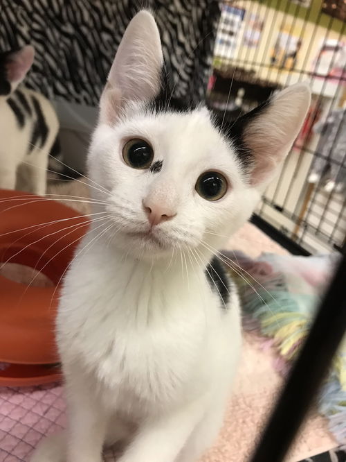 Kibbles (Bonded with Moochie)