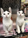 Kibbles (Bonded with Moochie)