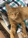Dexter