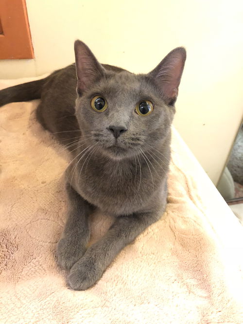 Phoenix (Bonded with Scout)