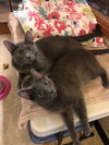Phoenix (Bonded with Scout)