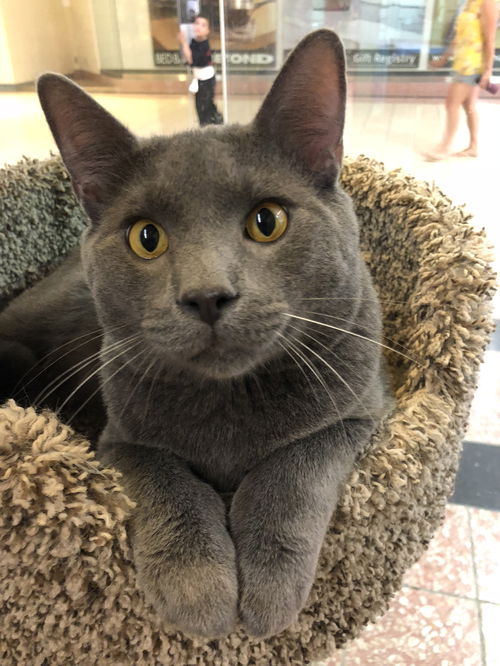 Scout (Bonded with Phoenix)