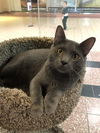 Scout (Bonded with Phoenix)