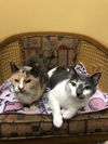 PB (Bonded with Peanut)