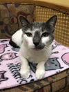 PB (Bonded with Peanut)
