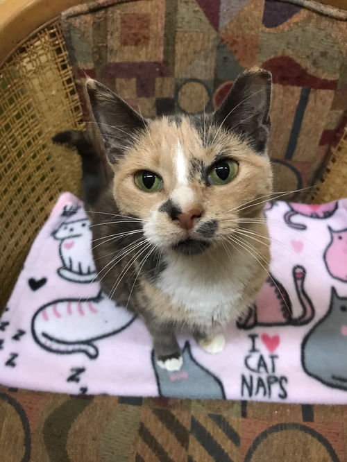 Peanut (Bonded with PB)