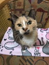 Peanut (Bonded with PB)
