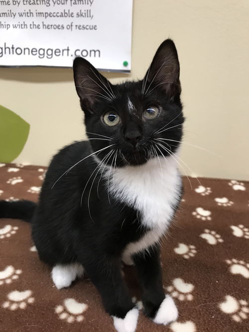 Thorton (Bonded with Digger)