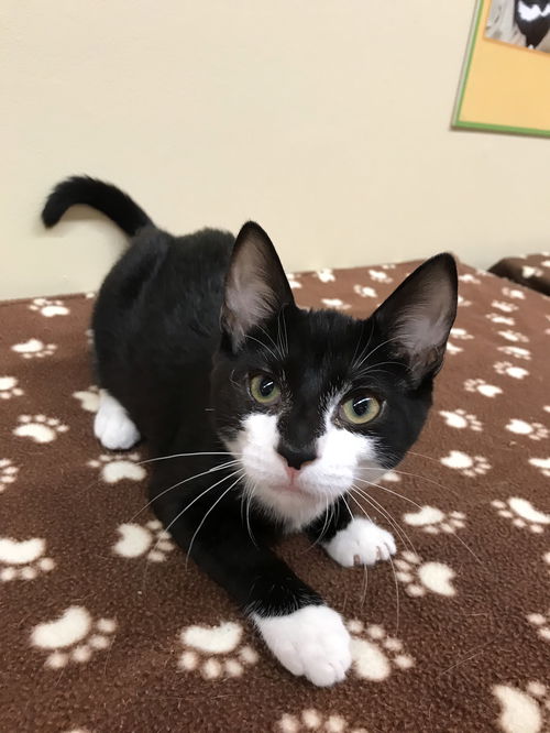 Digger (Bonded with Thorton)