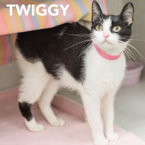 Twiggy