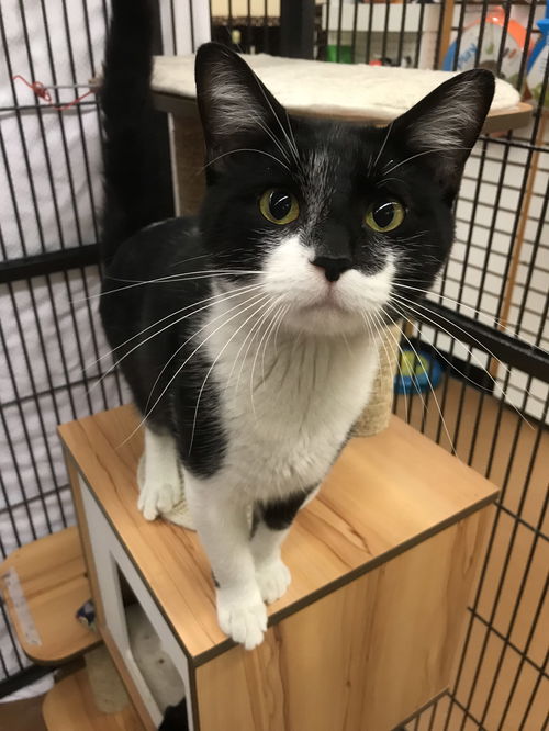 Patrick (Bonded with Hannah Jane)