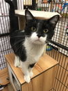 Patrick (Bonded with Hannah Jane)