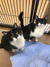 Patrick (Bonded with Hannah Jane)