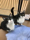 Patrick (Bonded with Hannah Jane)
