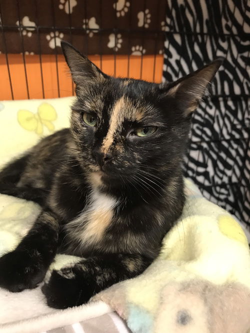 Apple (Bonded with Charlise)