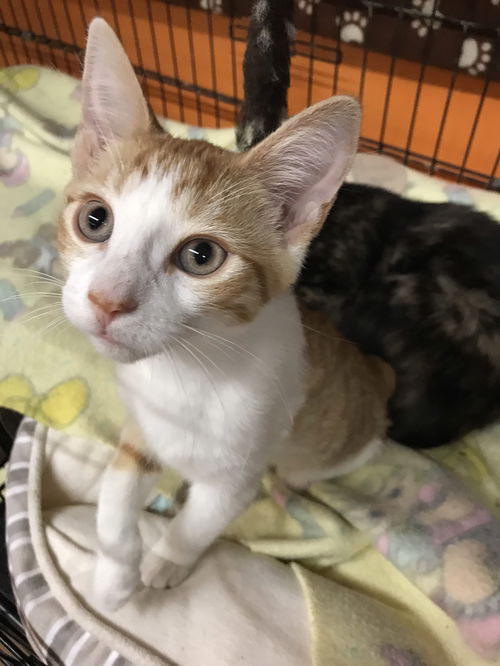 Charlise (Bonded with Apple)