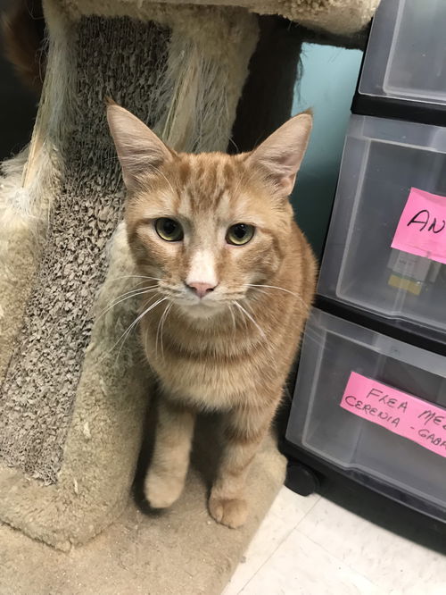 Albert (Bonded w/ Missy)