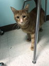 Albert (Bonded w/ Missy)