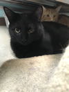 Missy (Bonded w/ Albert)