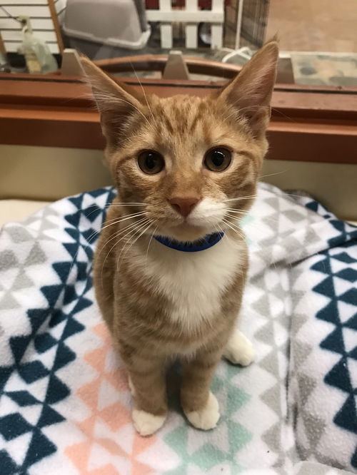 Simba HFC