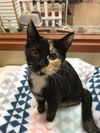Missy HFC