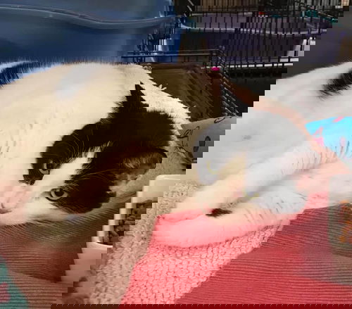 Schmoo