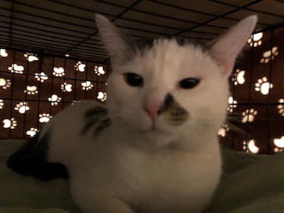 Spottie