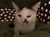 Spottie