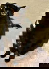 Big Cat