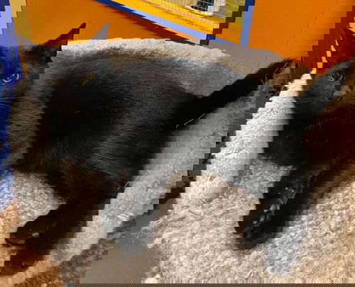 Blaze