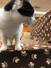 Pip