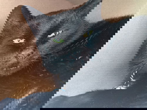 Jett