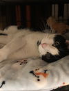 Tux