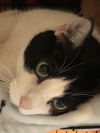 Tux