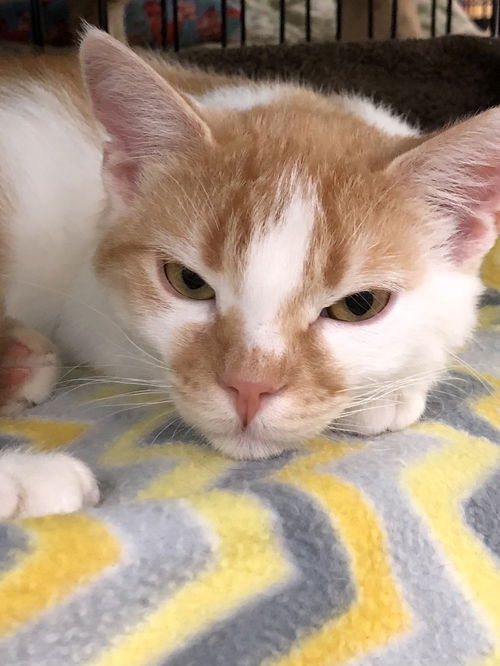 Peanut
