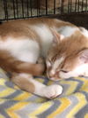 Peanut