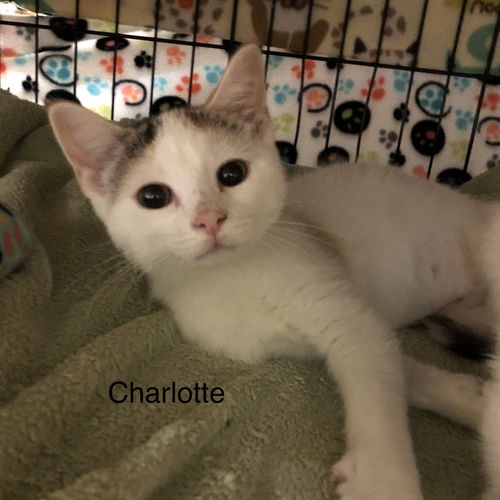 Charlotte