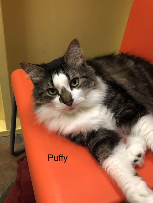 Puffy