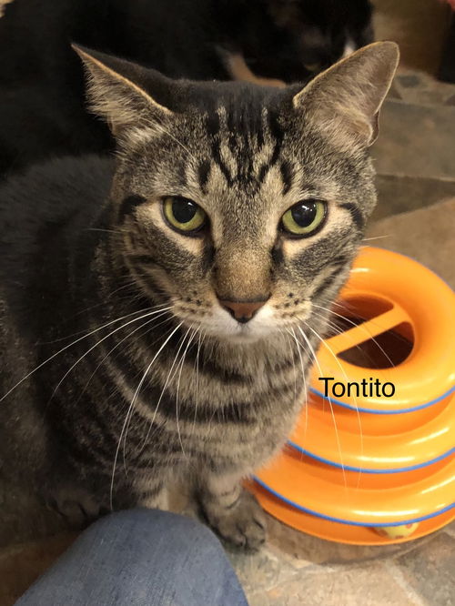 Tontito