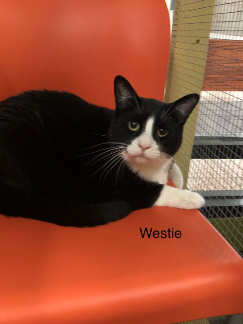Westie