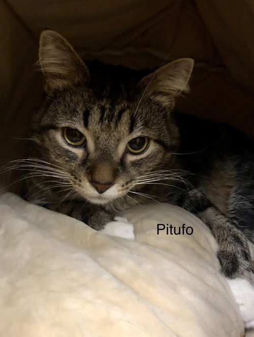 Pitufo