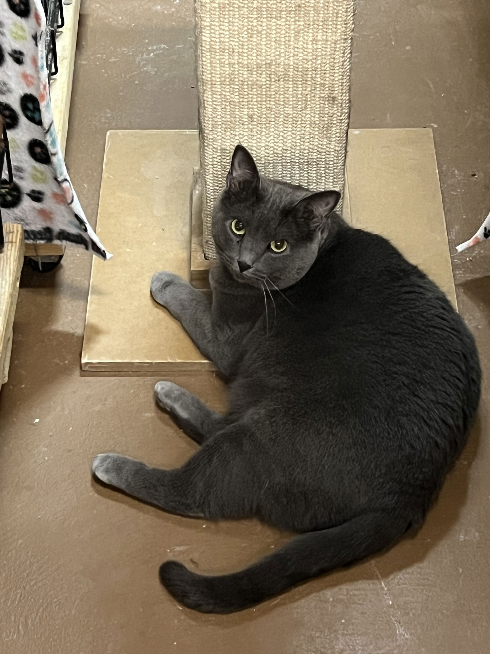 adoptable Cat in Buffalo, NY named Regina