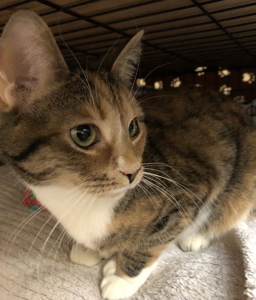 Daphne