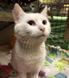 Snowball