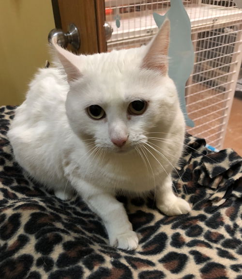 Snowball