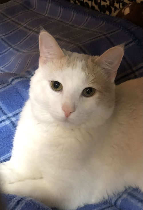 Artemis