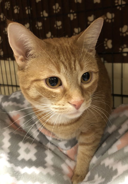 Ginger