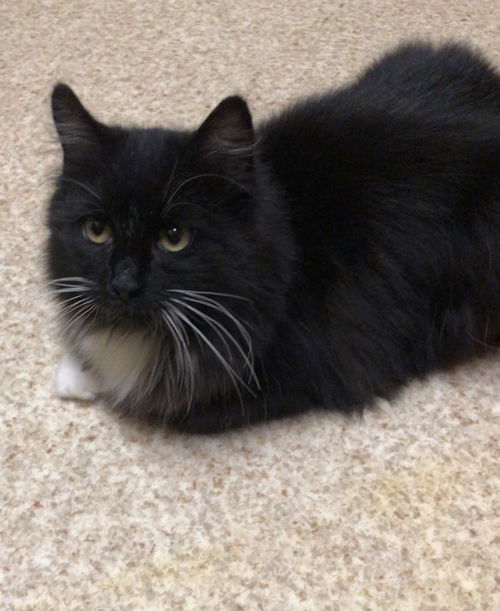 Priscilla