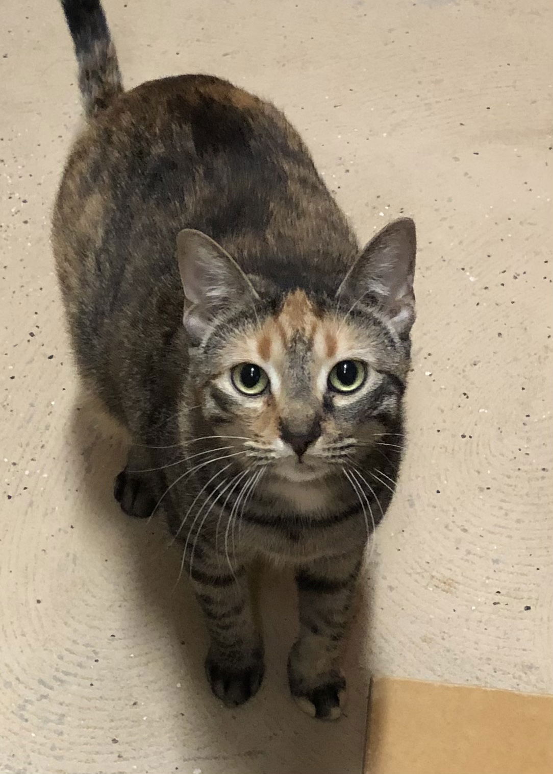 adoptable Cat in Buffalo, NY named Bella Boo