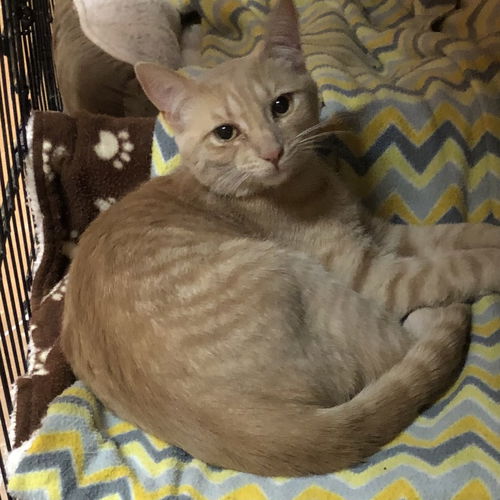 Leo